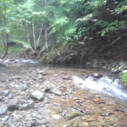 沢でイワナ釣り